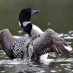 Loon