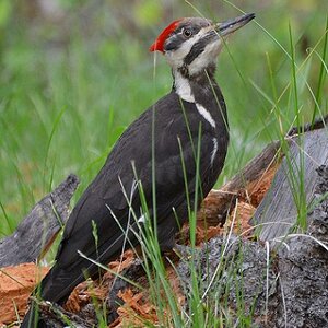 Pileated Specht