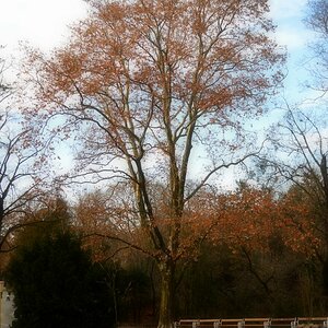 Baum
