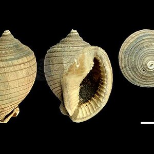 Semicassis (Semicassis) miolaevigata (SACCO 1890) juv 800