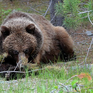 Braunbär