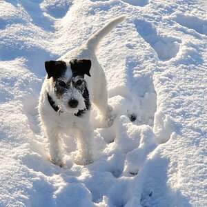 Mein Hund spinnt bei schnee
