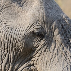 Elefant am Khwai in Botswana