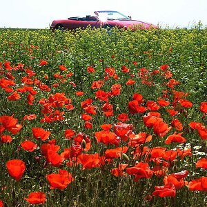 Mohn