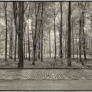Wald Sepia
