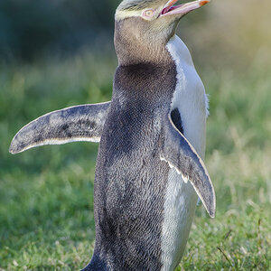 Gelbaugenpinguin I