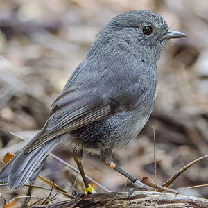 Stewart Island Robin