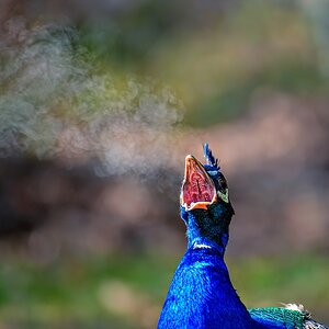 smoking peacock