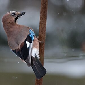 eichelhaeher schnee02