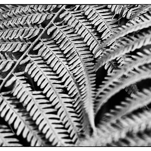 ZooDSC 0195