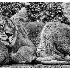 ZooDSC 0221