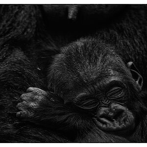 ZooDSC 8340