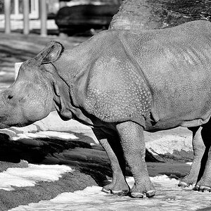 baby nashorn sw ct1