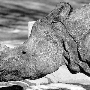 baby nashorn sw ct2