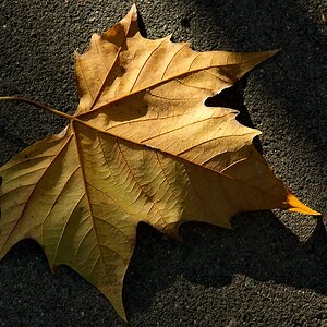 Blatt