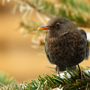 DSC 9545 Amsel W b