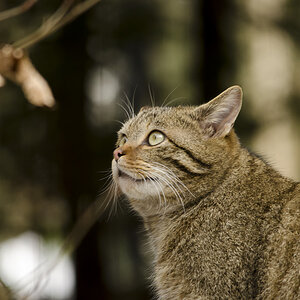 Wildkatze im TIerpark Langnau am Albis