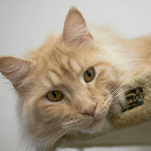 MaineCoon