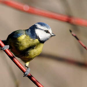 2013 02 10 15 21 11 D30 8067 copy