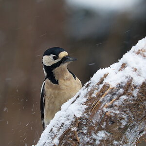 DSC3352 sRGB NF