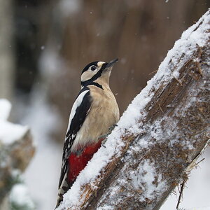 DSC3351 sRGB NF