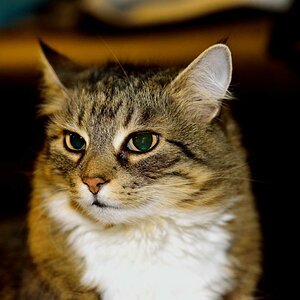Lady