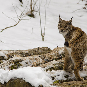 Luchs 2