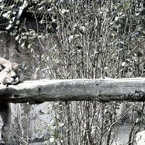 Puma im Tierpark Ströhen