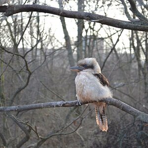 Kookaburra