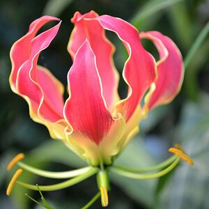 Blume auf der EGA Erfurt