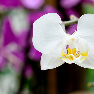 orchidee 4966