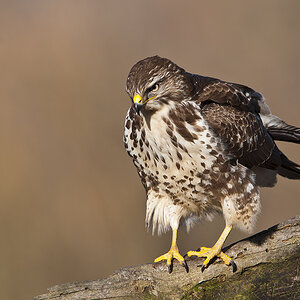 bussard 06