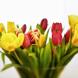 Tulpen