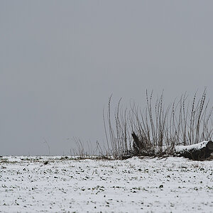 wiese 2013