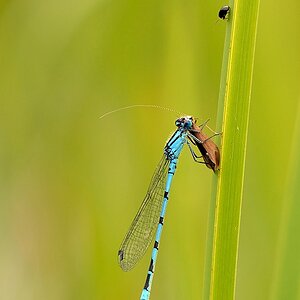 Libelle