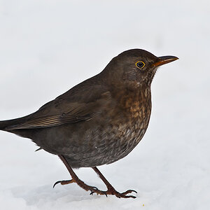 amsel 2013 3