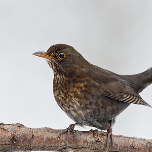 amsel 2013 2
