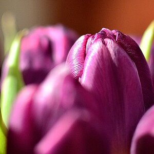 Frühling wo bist Du