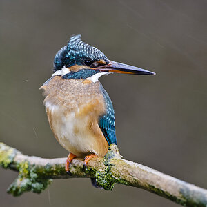 eisvogel 01