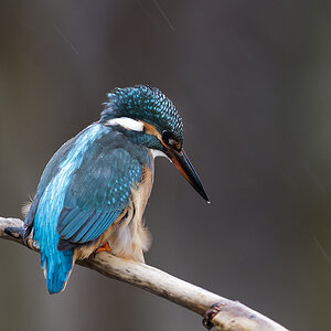 eisvogel 02