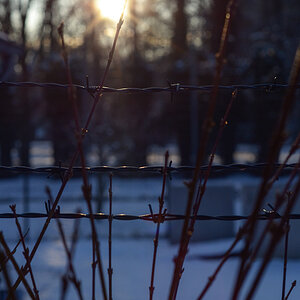 Zaun