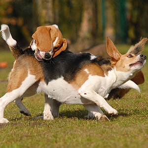 Sniff & Emma