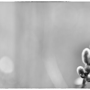 FruDSC 8698