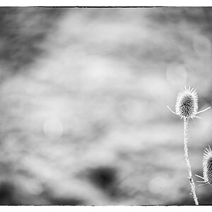 FruDSC 8705
