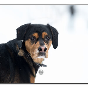 fremder Hund