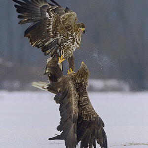 Seeadler klären die Rangordnung.