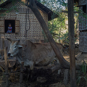 burma teaser 2
