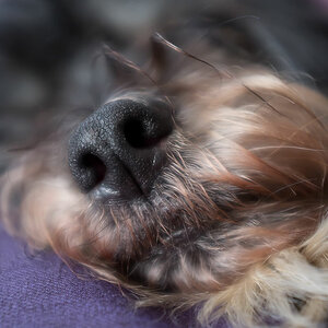 nase