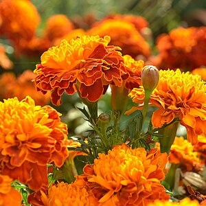 Schwiegermutters Tagetes machen blind!