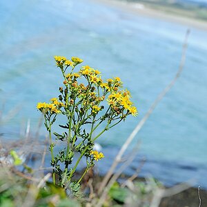 Blume Bretagne